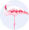 Flamingos